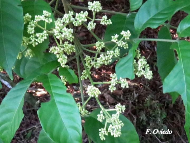 Trichilia martiana (Manteco)