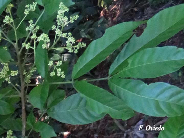 Trichilia martiana (Manteco)