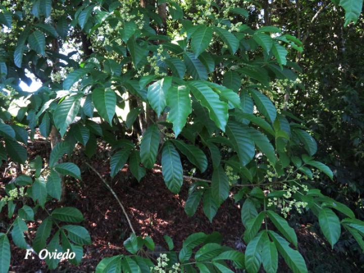 Trichilia martiana (Manteco)