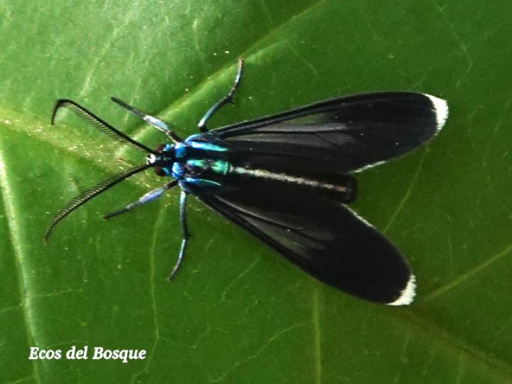 Uranophora leucotelus (Polilla cian de puntas blancas)