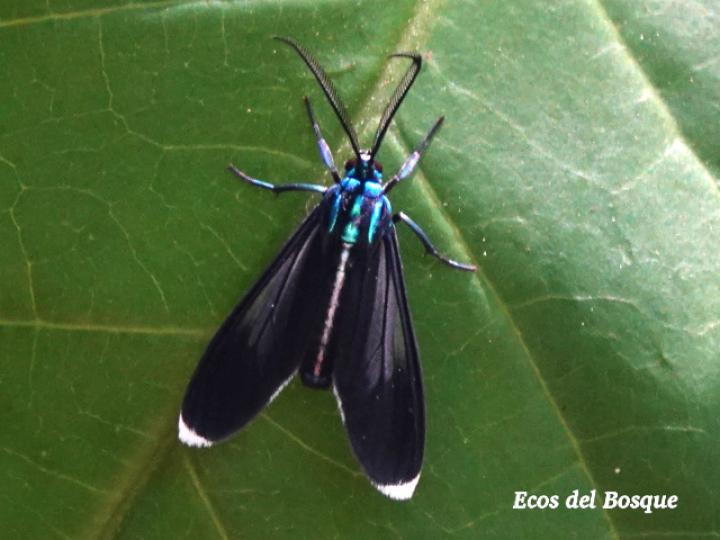 Uranophora leucotelus (Polilla cian de puntas blancas)