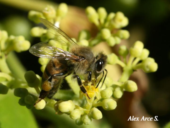 Apis mellifera (Abeja europea)