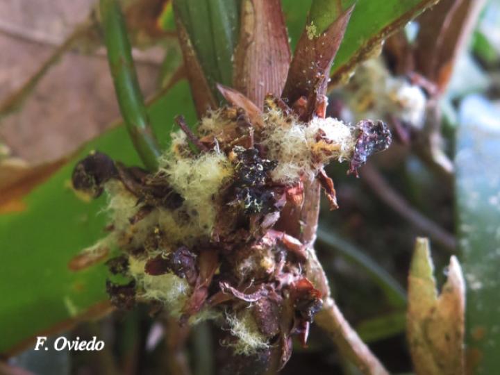 Camaridium neglectum