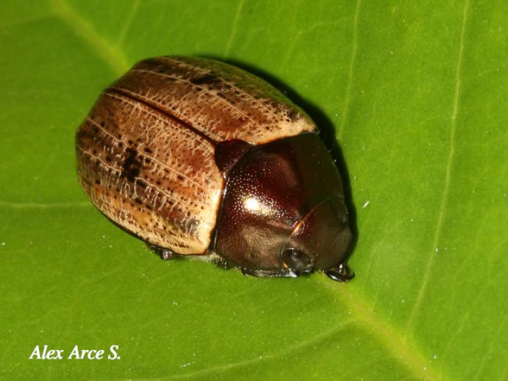 Callistethus cupricollis