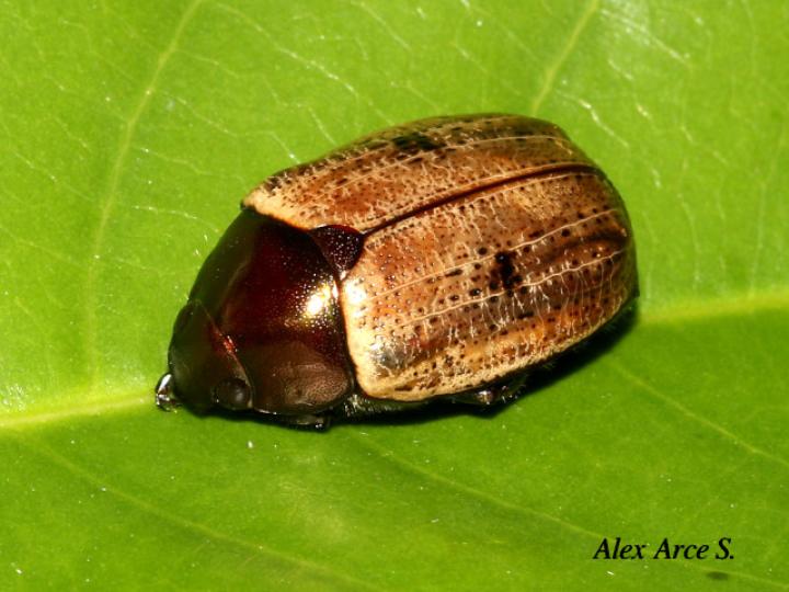 Callistethus cupricollis