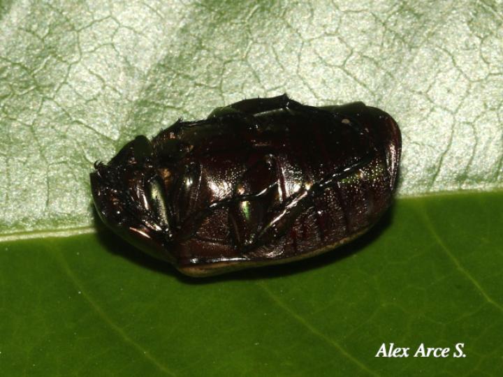 Callistethus cupricollis