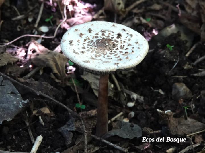 Chlorophyllum brunneum (Sombrilla café)