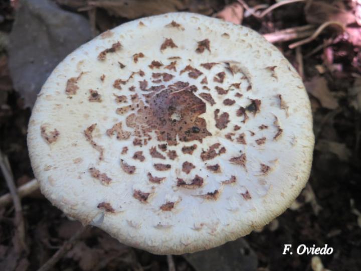 Chlorophyllum brunneum (Sombrilla café)