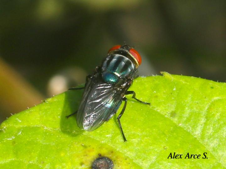 Cochliomyia macellaria