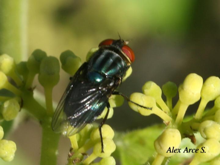 Cochliomyia macellaria