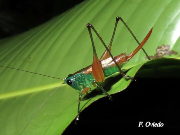 Conocephalus angustifrons