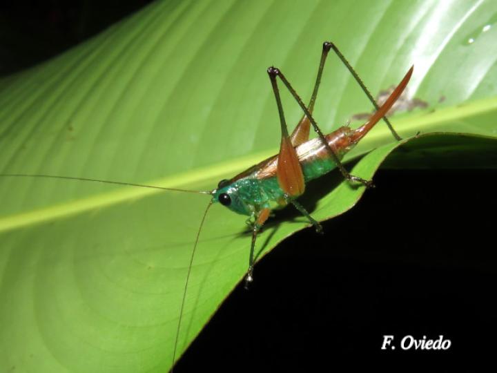 Conocephalus angustifrons