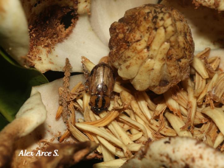 Cyclocephala amazona