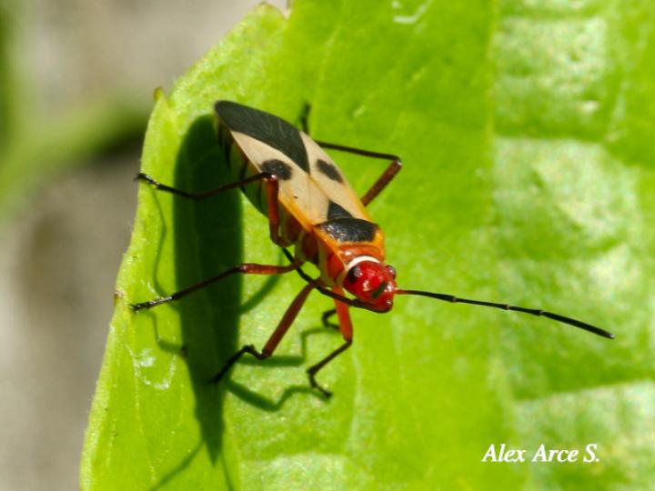 Dysdercus mimus