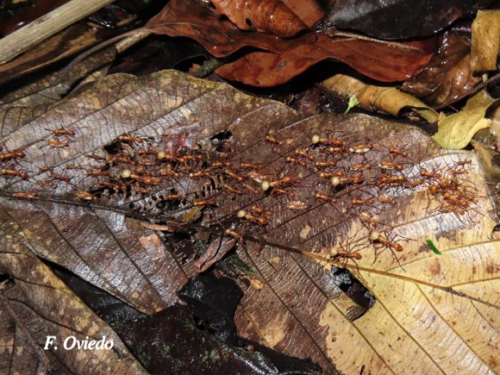 Eciton hamatum (Hormigas soldado)