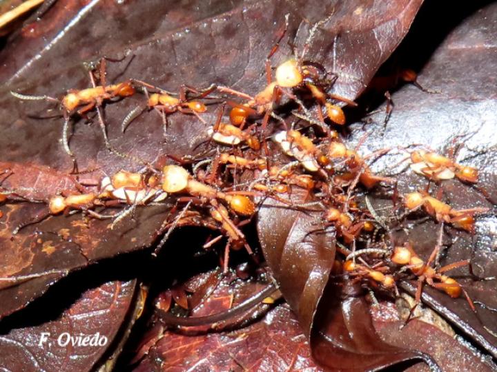 Eciton hamatum (Hormigas soldado)