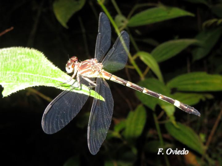 Epigomphus tumefactus