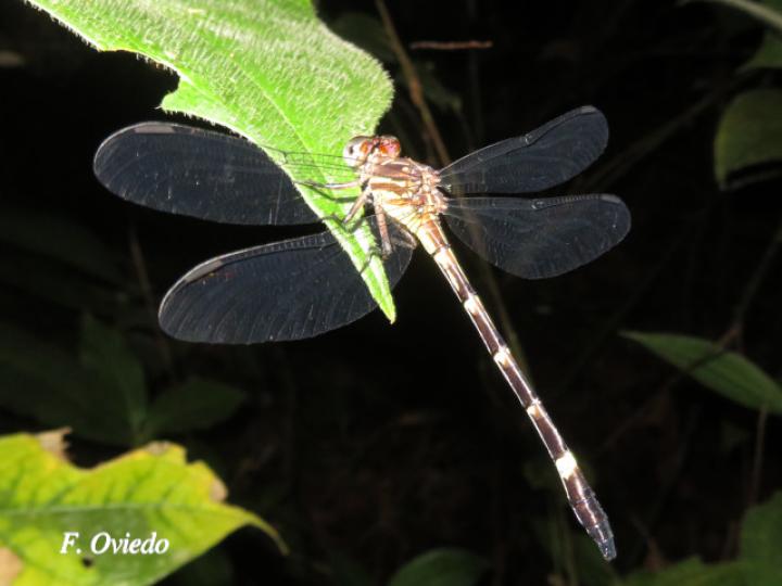 Epigomphus tumefactus