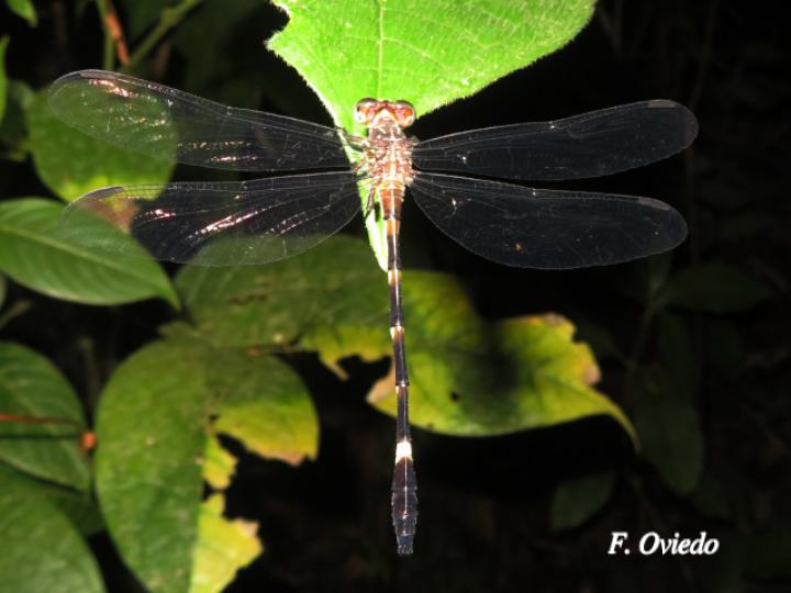 Epigomphus tumefactus