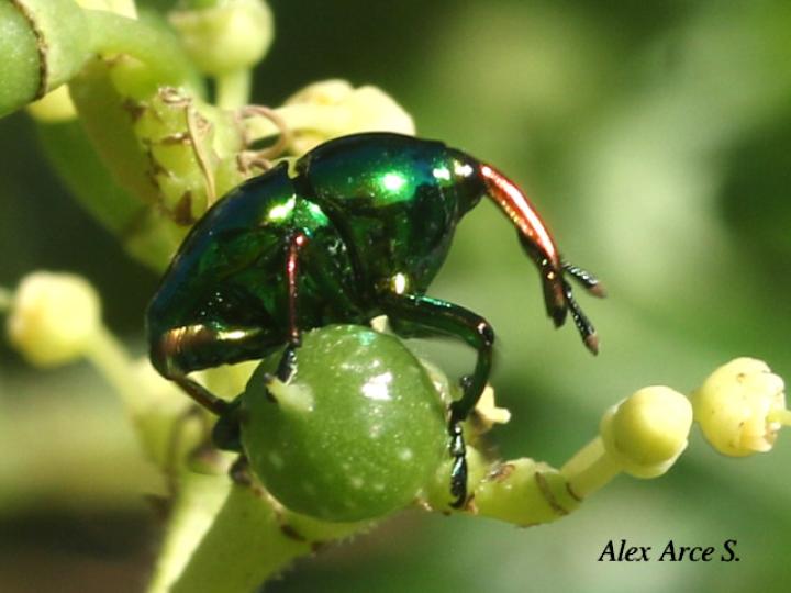 Eurhinus magnificus