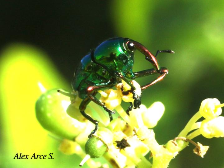 Eurhinus magnificus