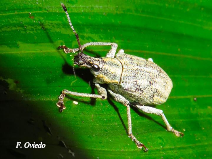 Exophthalmus pulverulentus
