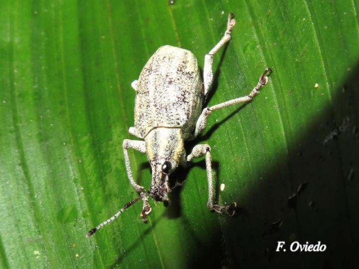 Exophthalmus pulverulentus