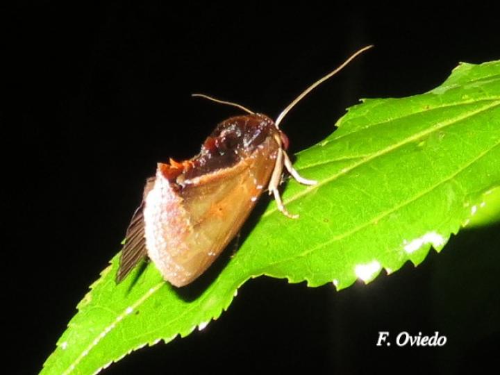 Gonodonta fulvangula