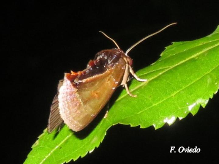 Gonodonta fulvangula