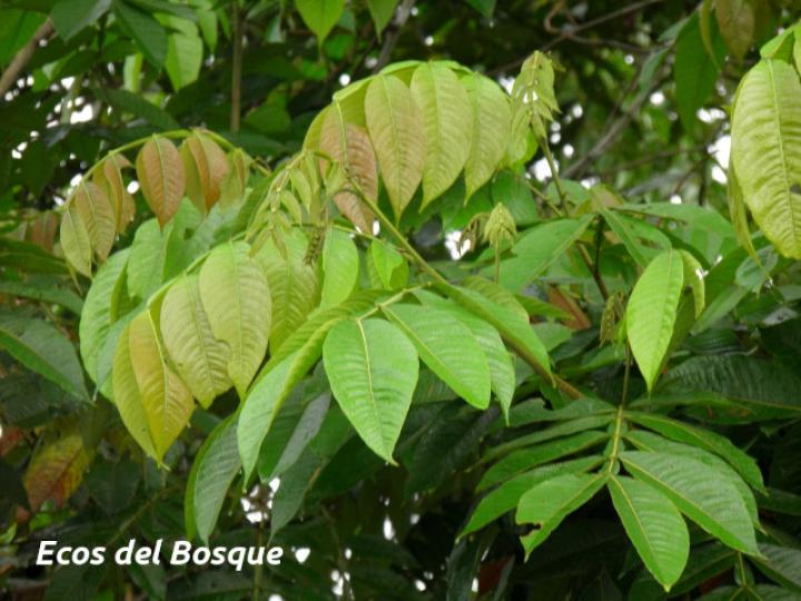 Inga edulis (Guaba chilillo)