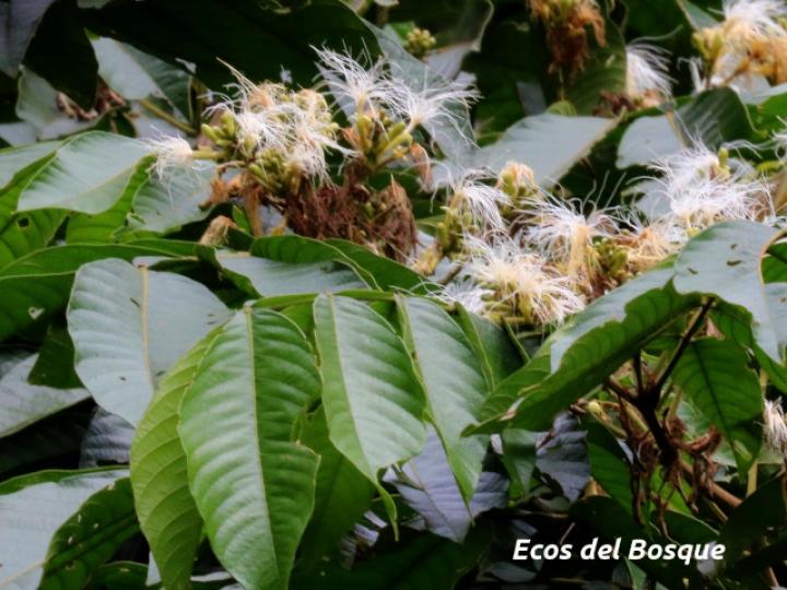 Inga edulis (Guaba chilillo)