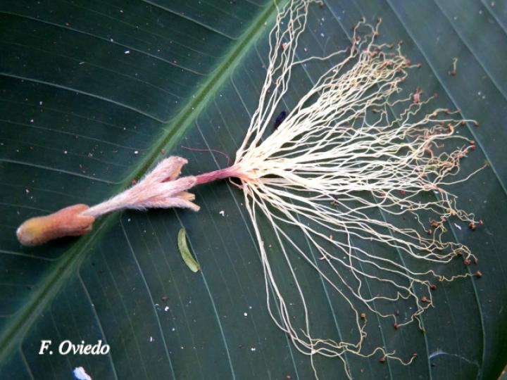 Inga edulis (Guaba chilillo)