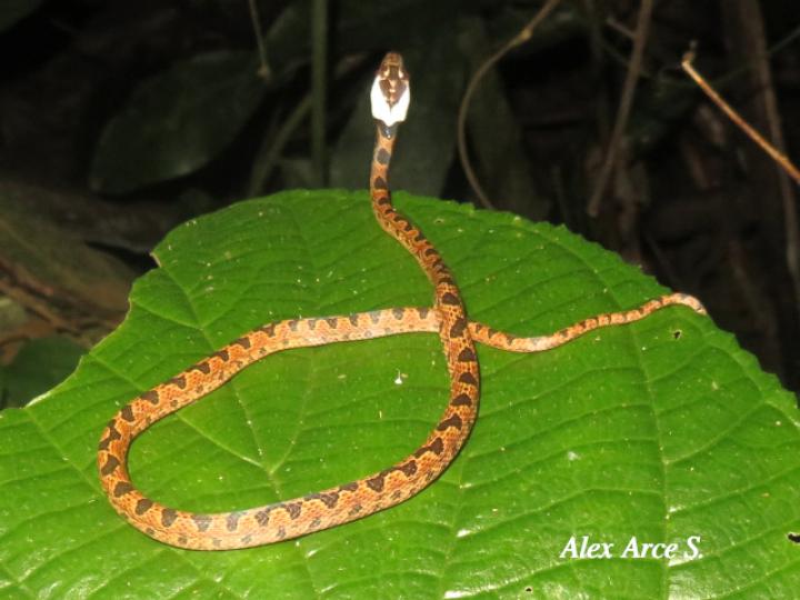 Leptodeira septentrionalis (Culebra ojo de gato norteña)