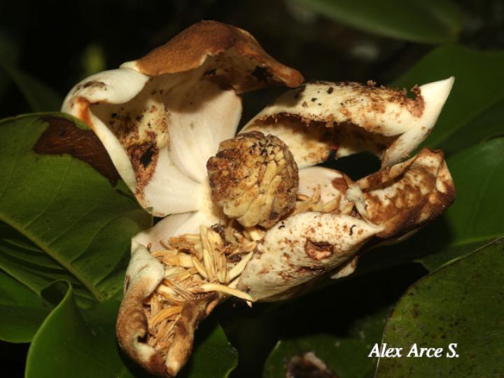 Magnolia gloriensis (Magnolia, Anonillo)