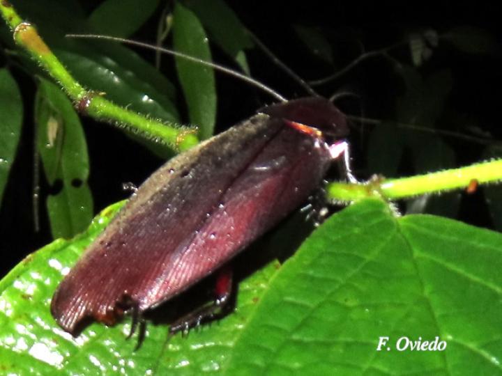 Megaloblatta blaberoides (Cucarachas de la madera)