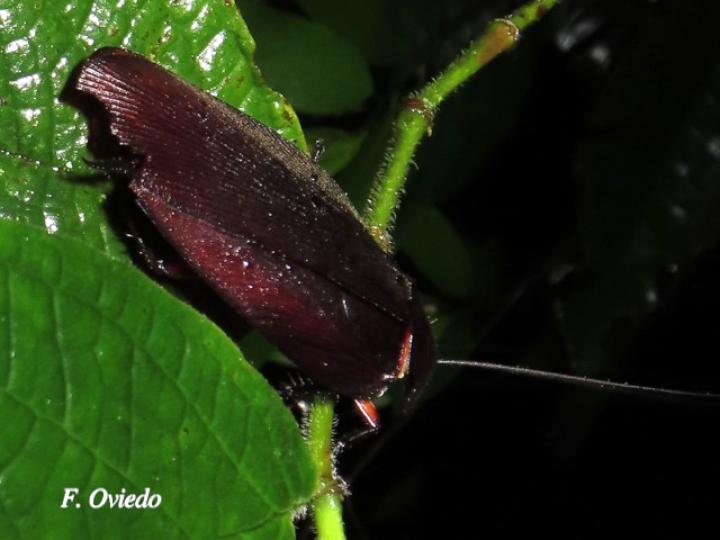 Megaloblatta blaberoides (Cucarachas de la madera)