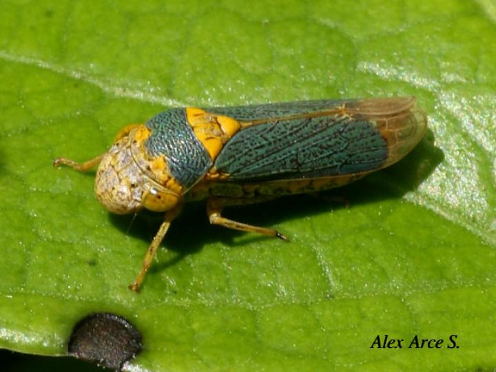 Oncometopia clarior (Chicharrita bicolor)