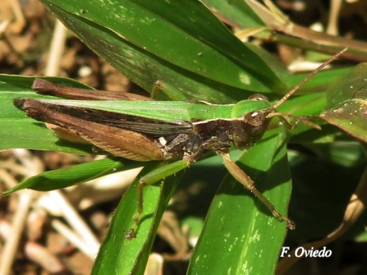 Orphulella punctata Orphulella punctata