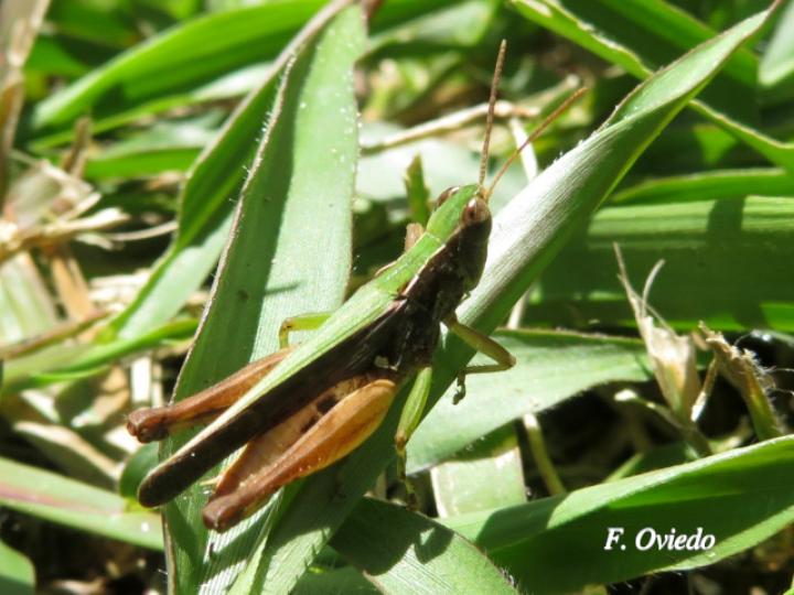 Orphulella punctata Orphulella punctata