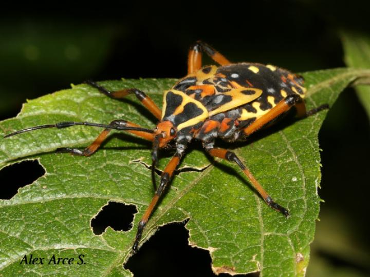 Pachylis laticornis