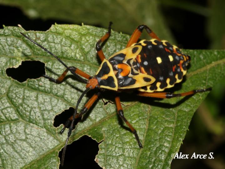 Pachylis laticornis