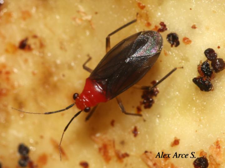 Pachypoda major
