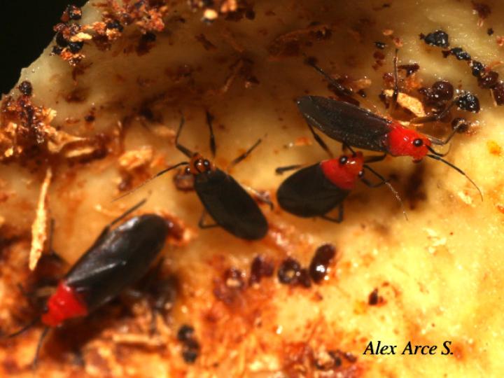 Pachypoda major