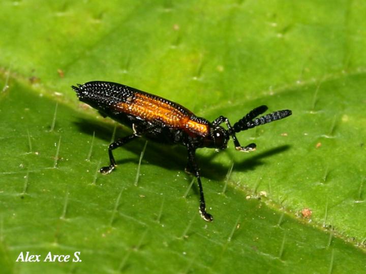 Pentispa clarkella