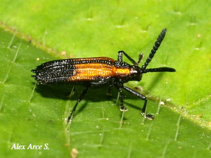 Pentispa clarkella