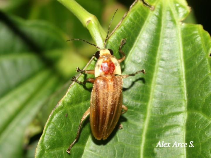 Photuris sp (Luciérnaga)