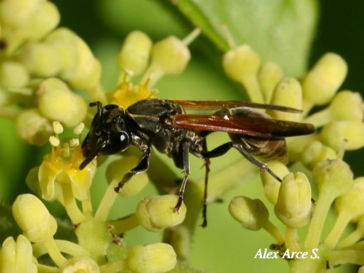 Polybia rejecta