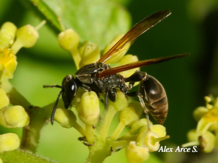 Polybia rejecta