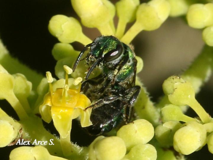 Pseudaugochlora graminea (Abeja esmeralda)