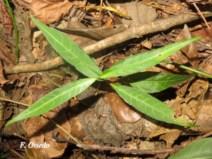Psychotria platypoda